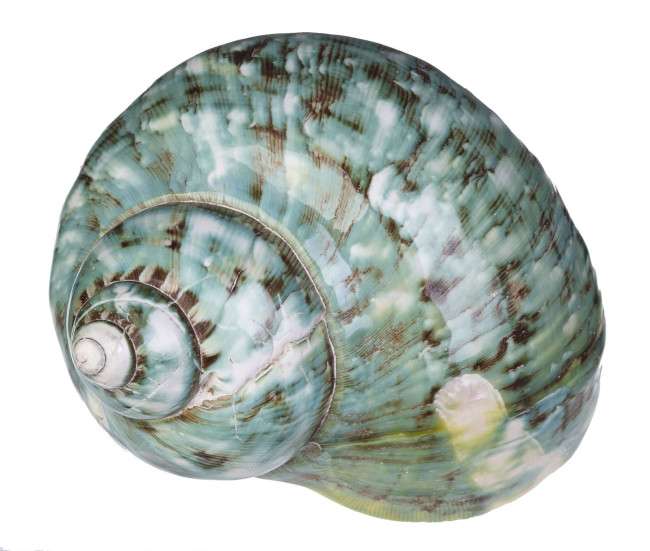 Раковина морская Турбо империалис 4-5"