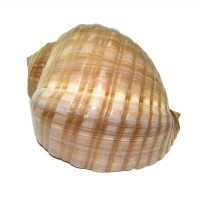 Раковина морская Тонна сепа 7''