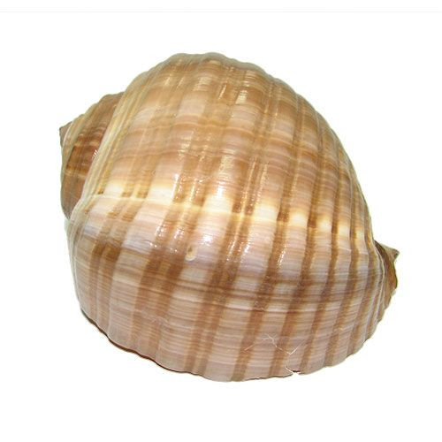 Раковина морская Тонна сепа 7''