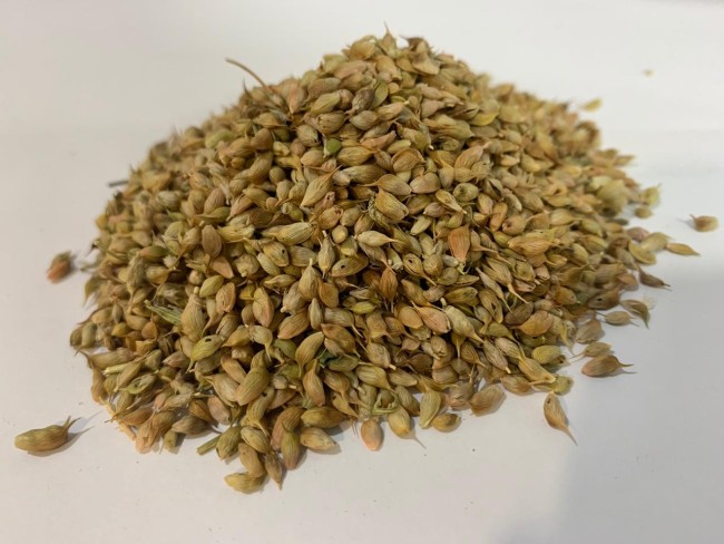 Уцхо-сунели семя 1кг Уцхо-сунели семя 1кг