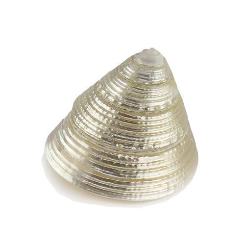 Раковина морская Трохус макулатус жемчужный 1,5"