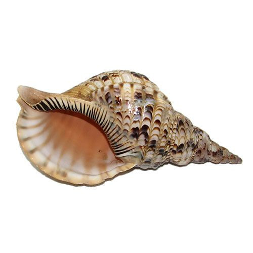 Раковина морская Харония тритонис 12''