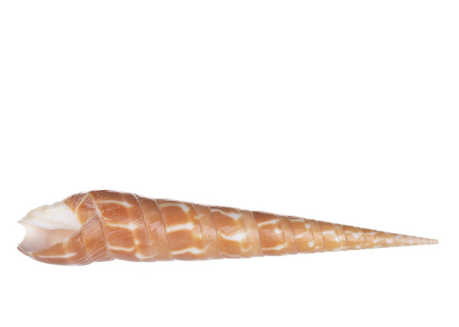 Раковина морская Теребра Ареолата 4"