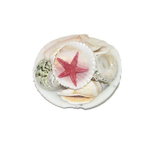 Набор ракушек 3" на кодакии тигерене