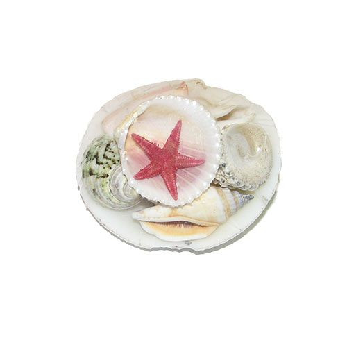 Набор ракушек 3" на кодакии тигерене