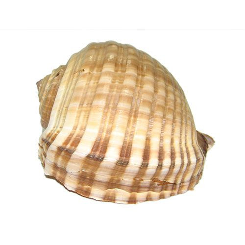 Раковина морская Тонна сепа 6''