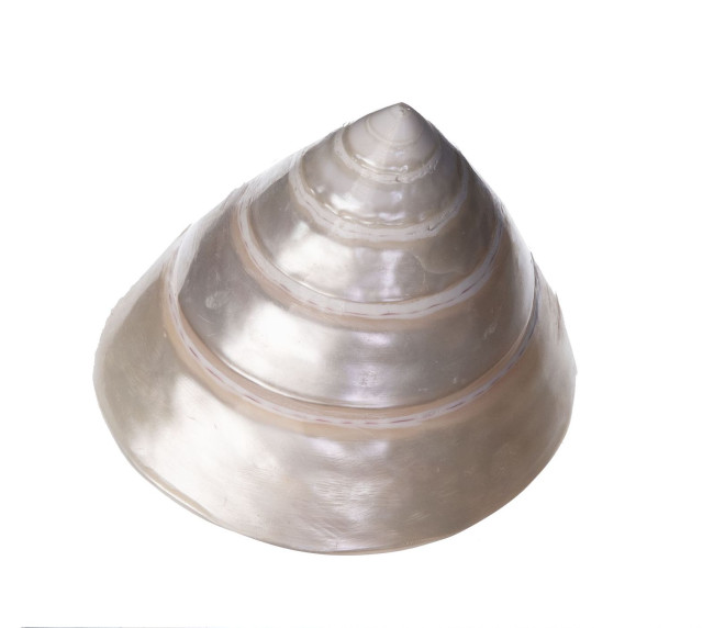 Раковина морская Трохус 2-2.5'' Раковина морская Трохус 2-2.5''