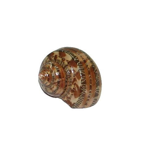 Раковина морская Турбо петхолатус 1-2''