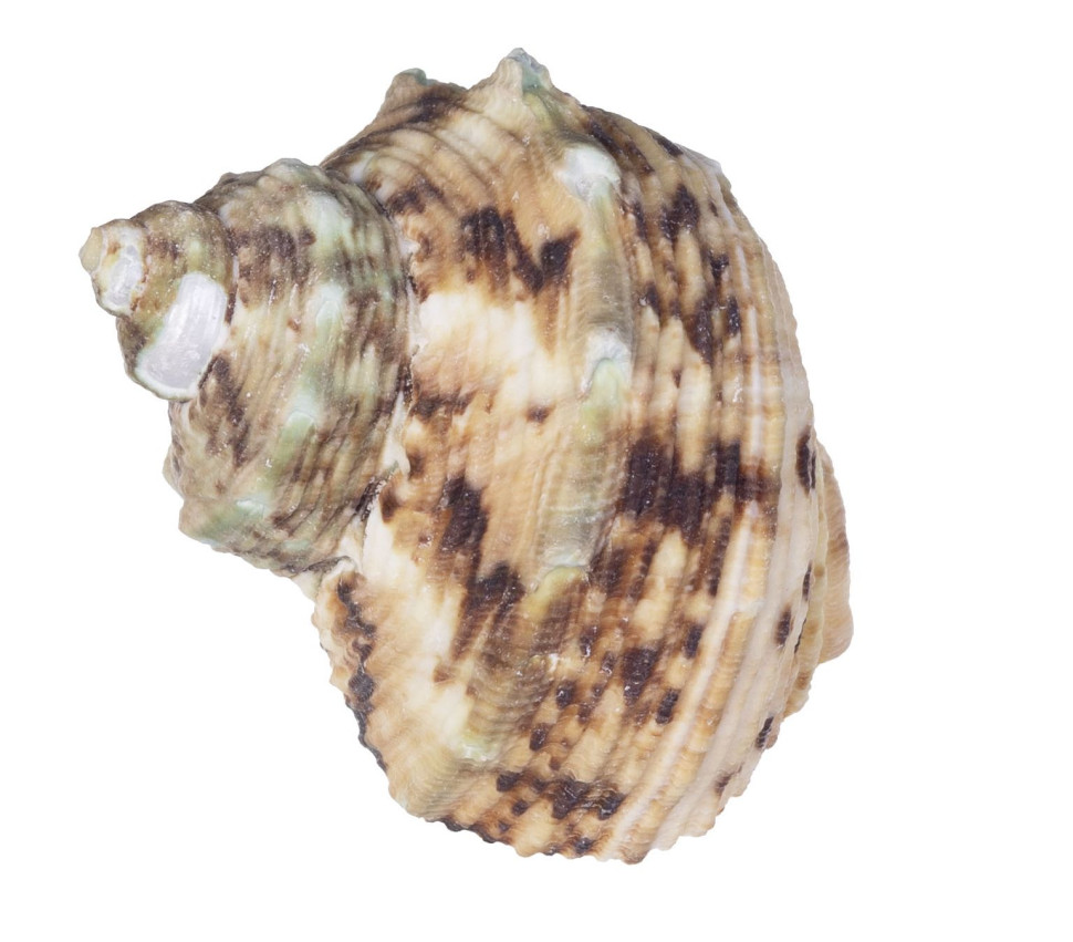 Раковина морская Турбо хрисостомус натуральный 2-3"