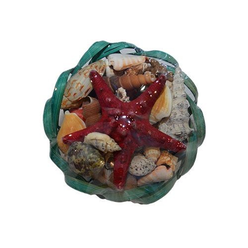 Набор ракушек 6" SCALLOP