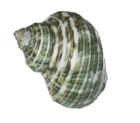 Раковина морская Турбо спарвериус 1,5-2,5"