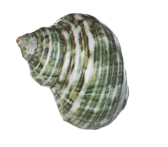 Раковина морская Турбо спарвериус 1,5-2,5"