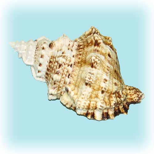 Раковина морская Тутуфа бубо 5''