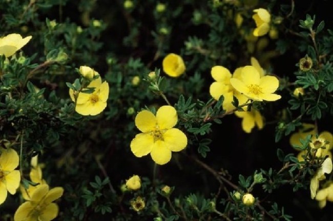 Чай курильский 25гр Чай курильский 25гр