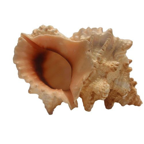 Раковина морская Тутуфа бубо 9''