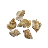 Раковина морская Тутуфа иамей