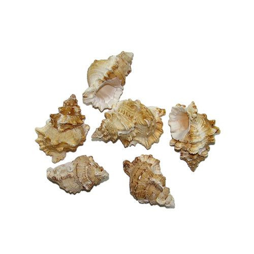 Раковина морская Тутуфа иамей