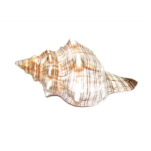 Раковина морская Плероплока трапезиум 4-5"