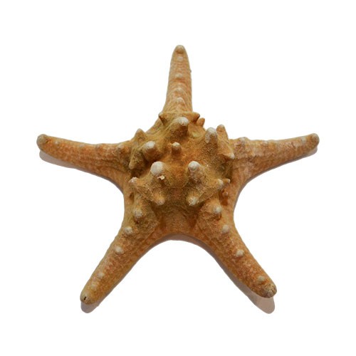 Морская звезда Jungle 5-7"