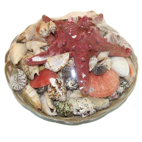 Набор ракушек 10"