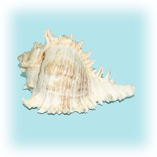 Раковина морская Чихориус рамосус 6'' Раковина морская Чихориус рамосус 6''