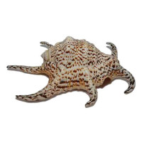 Раковина морская Ламбис чирагра XL