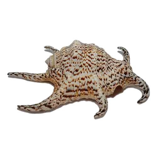 Раковина морская Ламбис чирагра XL