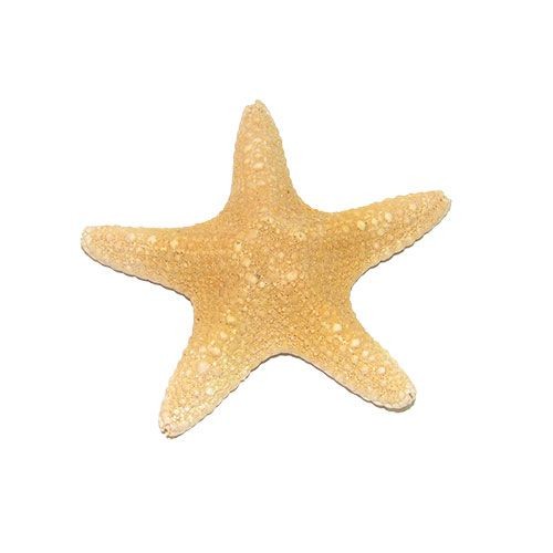 Морская звезда филиппинская 4-6"