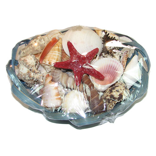 Набор ракушек 6" SCALLOP овальный Набор ракушек 6" SCALLOP овальный