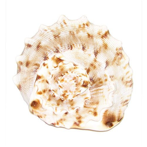 Раковина морская Кассис корнута 6"