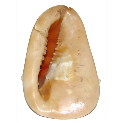 Раковина морская Кассис корнута 10"