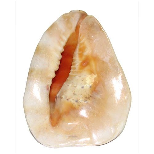 Раковина морская Кассис корнута 9"