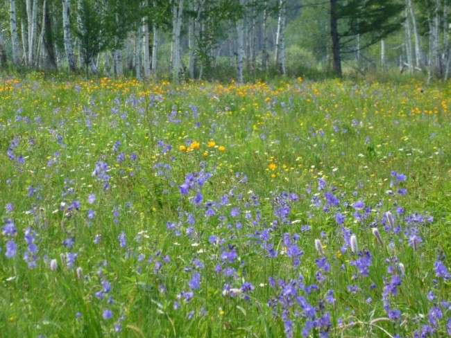 Мед горное разнотравье 200гр Мед горное разнотравье 200гр