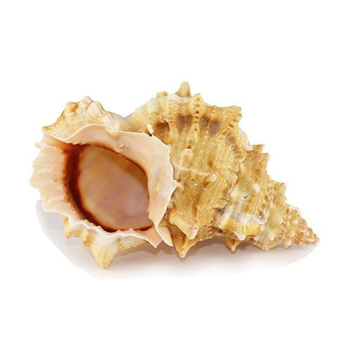 Раковина морская Бурса лисотома 4,5"