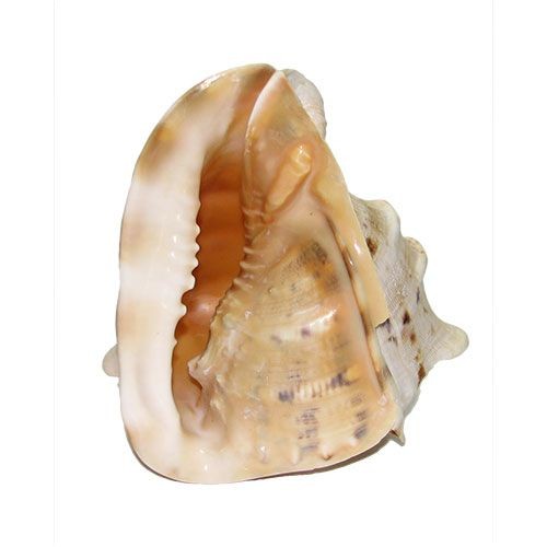 Раковина морская Кассис корнута 7"