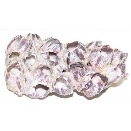 Раковина морская Барнаклс 5-7"