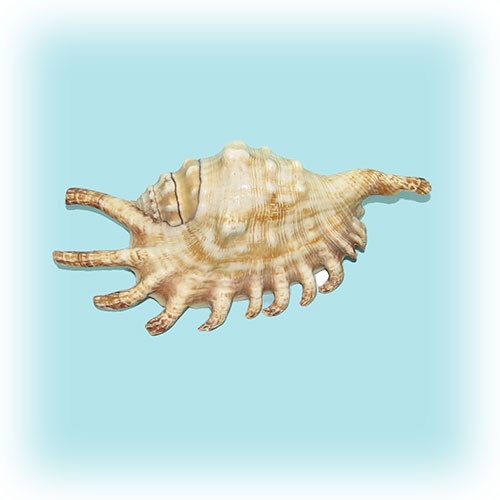 Раковина морская Ламбис миллипеда