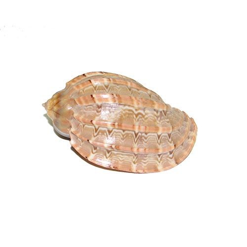 Раковина морская Харпа мажор 2-3'' Раковина морская Харпа мажор 2-3''