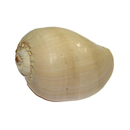 Раковина морская Мело диадема 9-10''