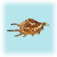 Раковина морская Ламбис чёрный маленький