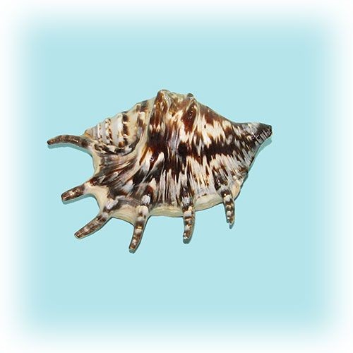 Раковина морская Ламбис чёрный большой