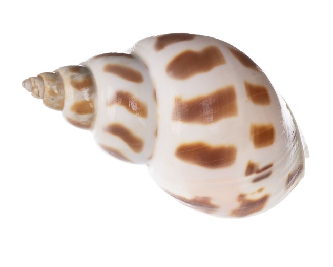 Раковина морская Ареола бабилон 2-3"