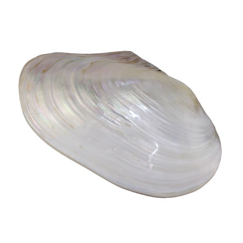 Раковина морская Макабебе жемчужный 9"