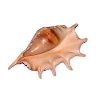 Раковина морская Ламбис трунката филиппинская