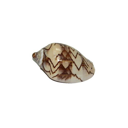 Раковина морская Волюта нобилес 3-4"