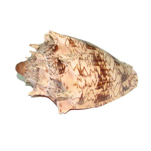 Раковина морская Волюта империалис 5-7"