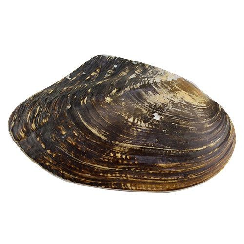 Раковина морская Макабебе натуральный 9"