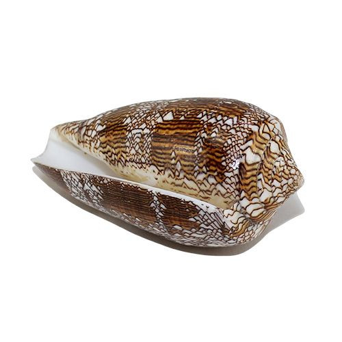 Раковина морская Конус текстил большой