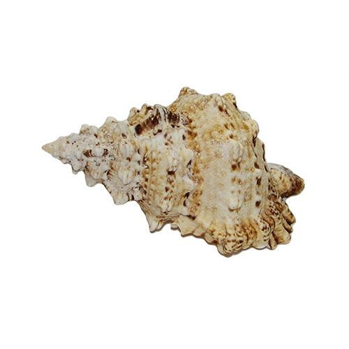 Раковина морская Тутуфа бубо 6''