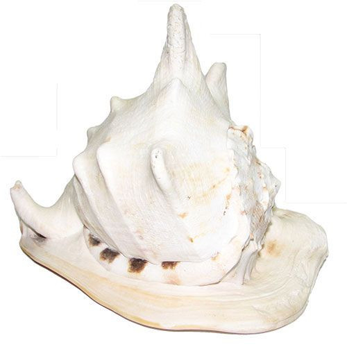 Раковина морская Кассис корнута 11" Раковина морская Кассис корнута 11"